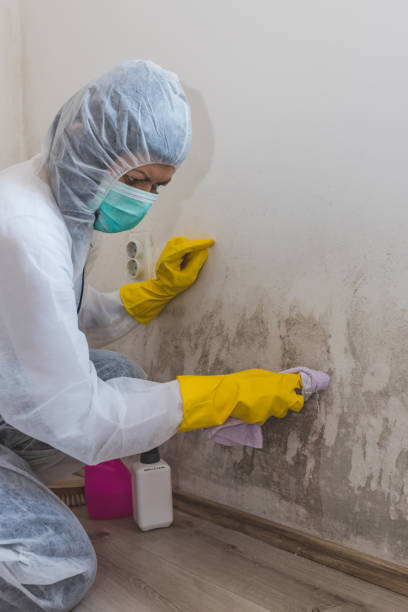 Ara, AL Mold Removal Company