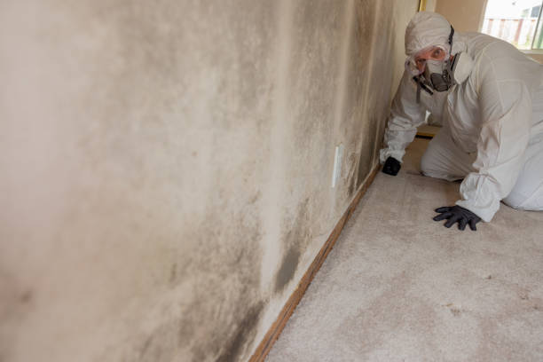 Best Mold Remediation for Healthcare Facilities  in Ara, AL